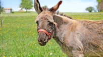 Donkeys Improve Your Sex Life. Seriously.