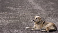 Help a Pet in Iowa