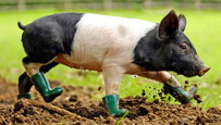 Happy as a Pig in Mud...with Boots